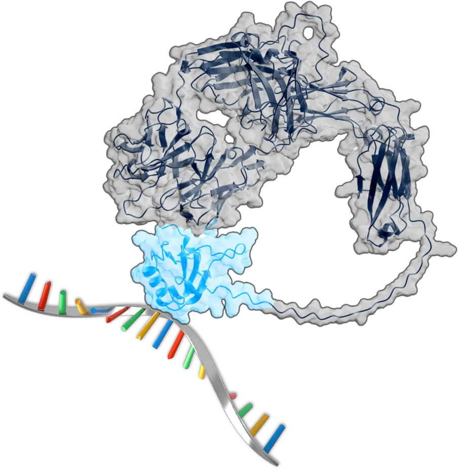 gr-COMEDHooks-RNAbinding-Light-NoLabel-TrBG